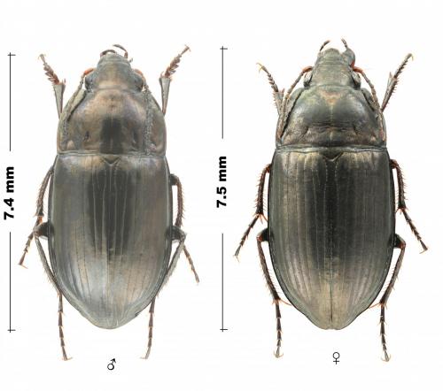 Réf. 274 187 : Amara famelica